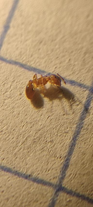 Leptothorax muscorum photo 67