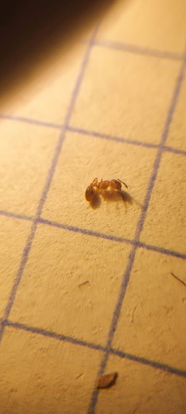 Leptothorax muscorum photo 68