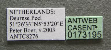 Leptothorax muscorum photo 1