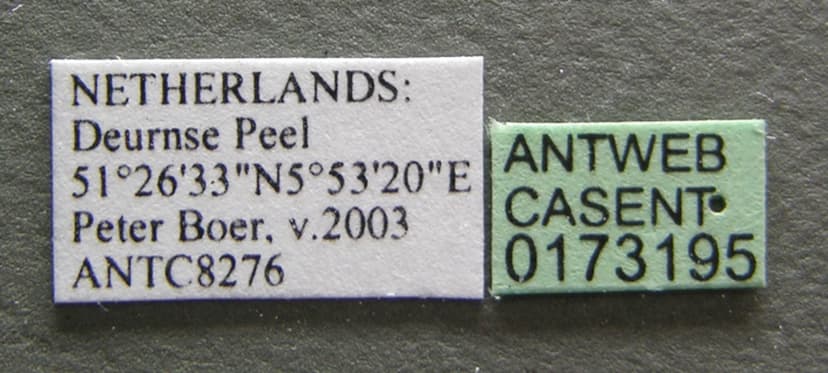 Leptothorax muscorum photo 1