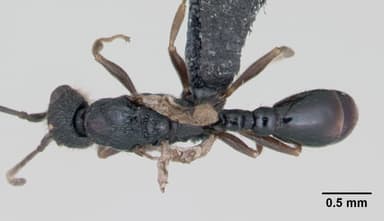 Leptothorax muscorum — queen photo 2