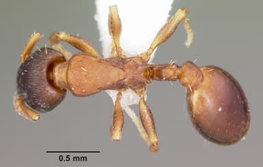 Leptothorax muscorum — queen photo 3