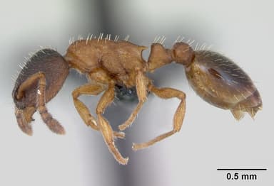 Leptothorax muscorum — queen photo 4