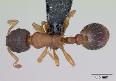Leptothorax muscorum — queen photo 5