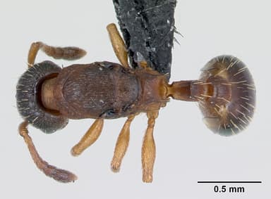 Leptothorax muscorum — queen photo 9