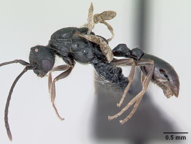 Leptothorax muscorum — queen photo 10
