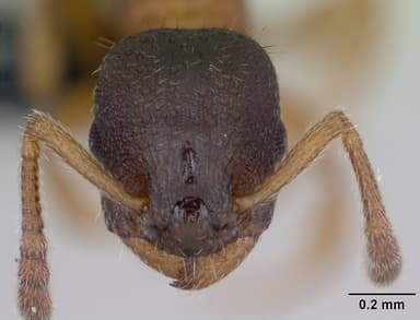 Leptothorax muscorum — queen photo 11