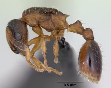 Leptothorax muscorum — queen photo 12