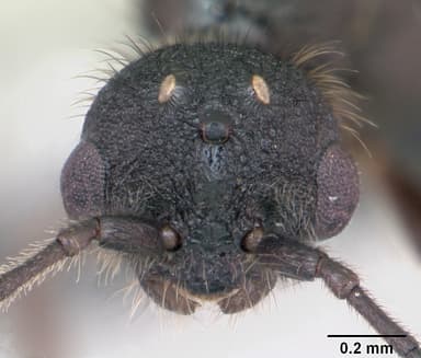 Leptothorax muscorum — queen photo 13