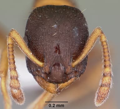 Leptothorax muscorum — queen photo 14