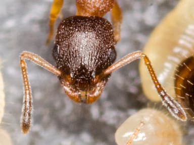 Leptothorax tuberum photo 5