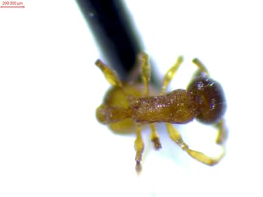Leptothorax tuberum photo 77