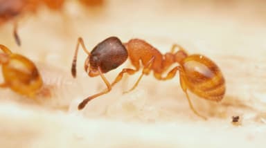 Leptothorax tuberum photo 86
