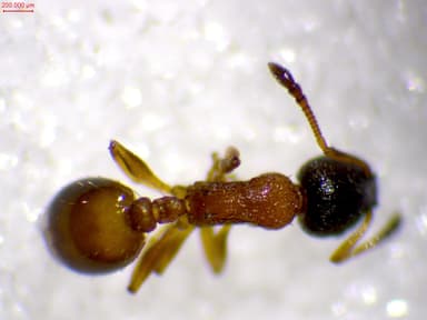Leptothorax tuberum photo 97