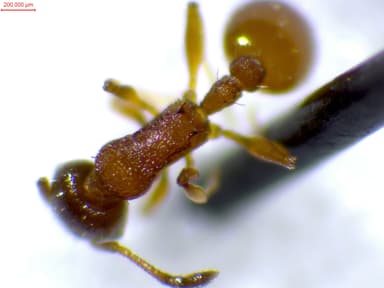 Leptothorax tuberum photo 101