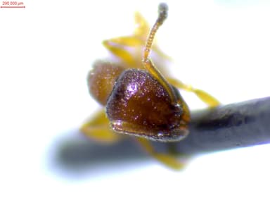 Leptothorax tuberum photo 102