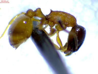 Leptothorax tuberum photo 103