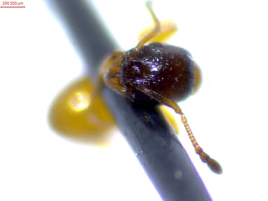 Leptothorax tuberum photo 105
