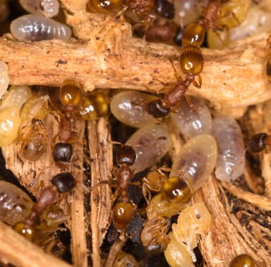 Leptothorax tuberum photo 107