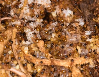 Leptothorax tuberum photo 108