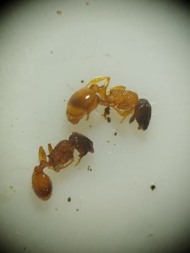Leptothorax tuberum photo 110