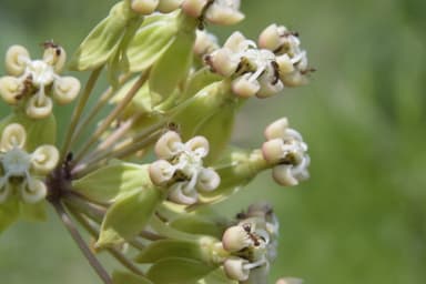 Linepithema humile photo 9