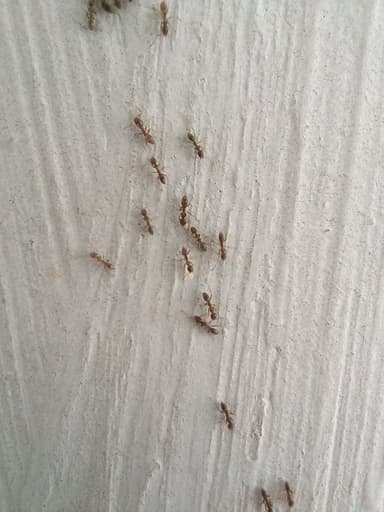 Linepithema humile photo 11