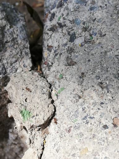 Linepithema humile photo 13