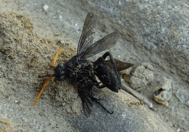 Linepithema humile photo 23