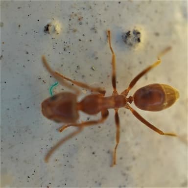 Linepithema humile photo 52