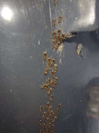 Linepithema humile photo 78