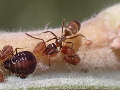 Linepithema humile photo 103