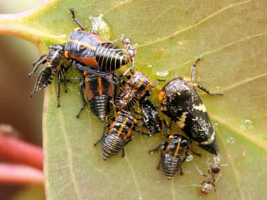 Linepithema humile photo 114