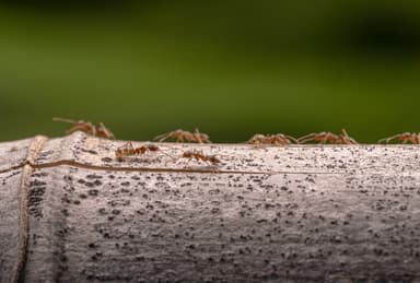 Linepithema humile photo 141
