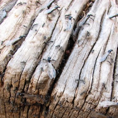 Liometopum luctuosum photo 18