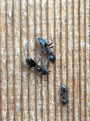Liometopum luctuosum photo 20