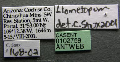 Liometopum luctuosum photo 1