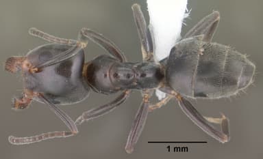 Liometopum luctuosum — queen photo 2