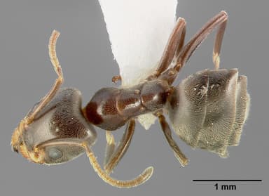 Liometopum luctuosum — queen photo 4