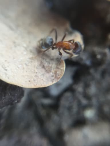 Liometopum microcephalum photo 17