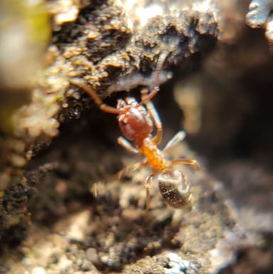 Liometopum occidentale photo 10