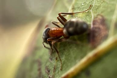 Liometopum occidentale photo 44