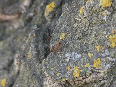 Liometopum occidentale photo 47