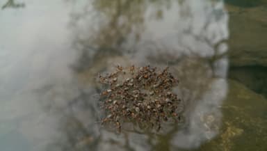 Liometopum occidentale photo 51
