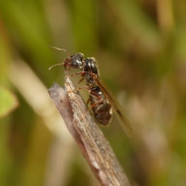 Liometopum occidentale photo 61