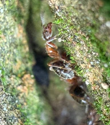 Liometopum occidentale photo 69