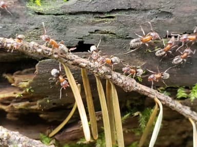 Liometopum occidentale photo 74