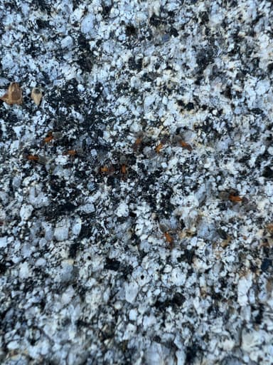 Liometopum occidentale photo 91