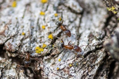 Liometopum occidentale photo 102