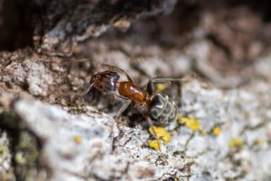 Liometopum occidentale photo 103